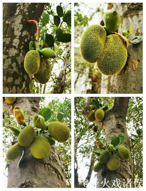 菠萝蜜小视频:分享热带水果的奇妙世界 菠萝蜜小视频:分享热带水果的奇妙世界