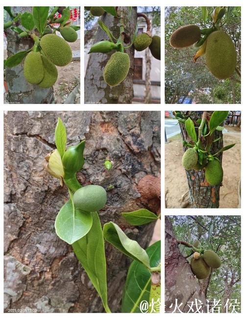 菠萝蜜小视频:分享热带水果的奇妙世界 菠萝蜜小视频:分享热带水果的奇妙世界