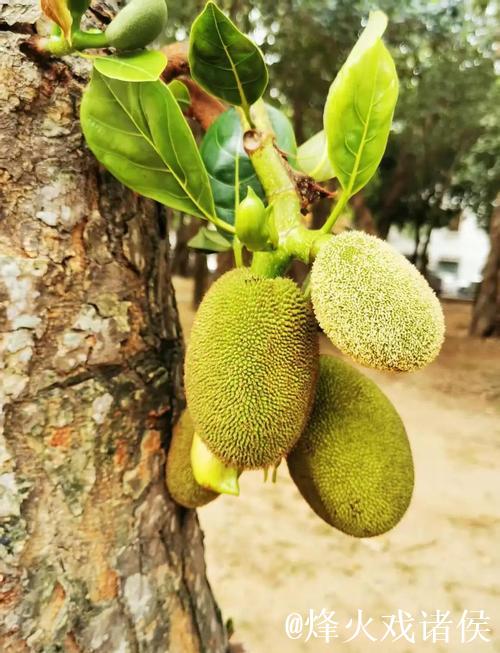 菠萝蜜小视频:分享热带水果的奇妙世界 菠萝蜜小视频:分享热带水果的奇妙世界